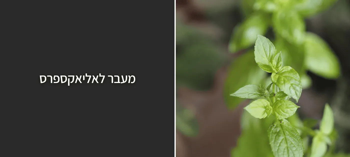 איך לגדל נענע במרפסת? טיפים לגידול נענע טרייה, בריאה וטעימה - כל השנה!