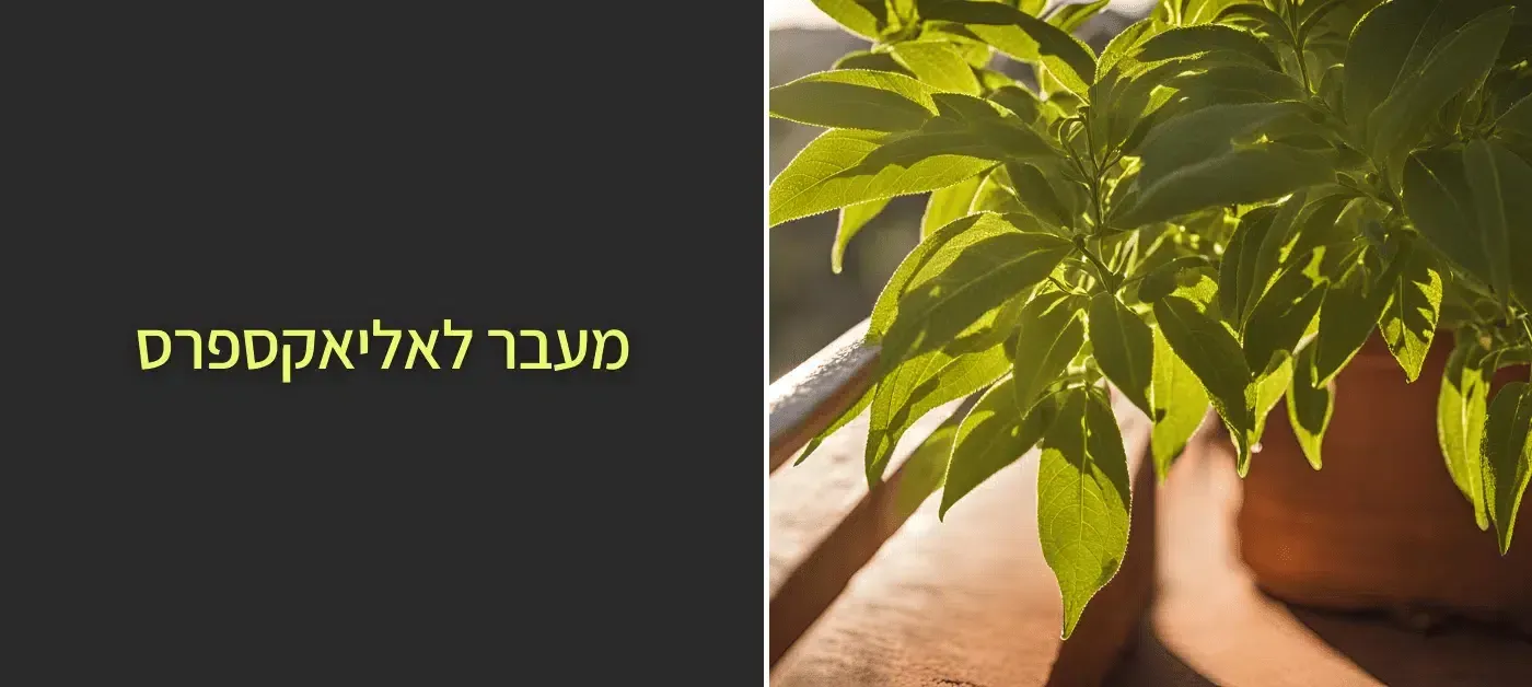 לואיזה גידול | לגדל לואיזה בקלות - המדריך לגידול לואיזה במרפסת / בגינה