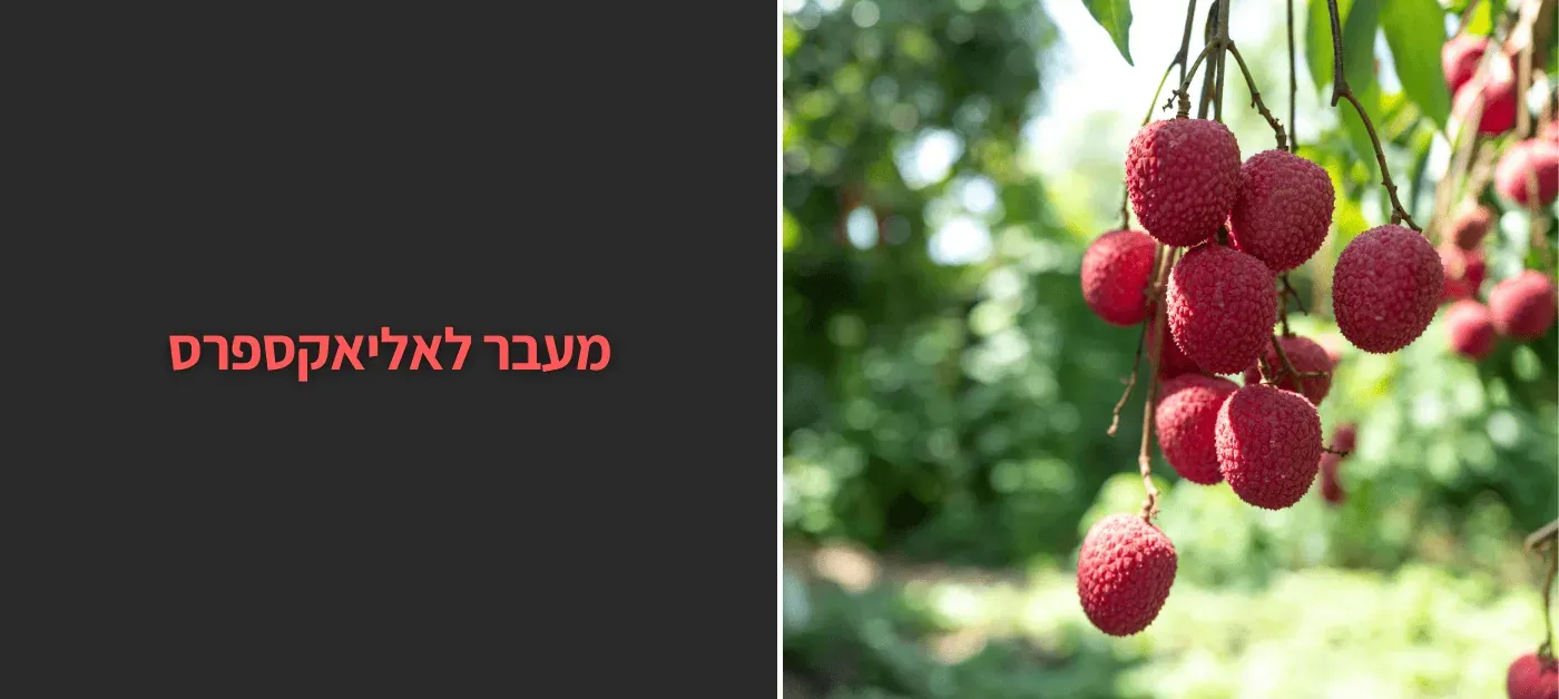 עצי פרי לגינה - עצי פרי מומלצים לגינה | המלצות שיעשו לכם גינה פורחת